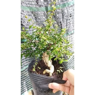 Cây Sơ-ri Cảnh Dáng Bonsai (Hồng Ngọc Mai)- tặng kèm phân bón