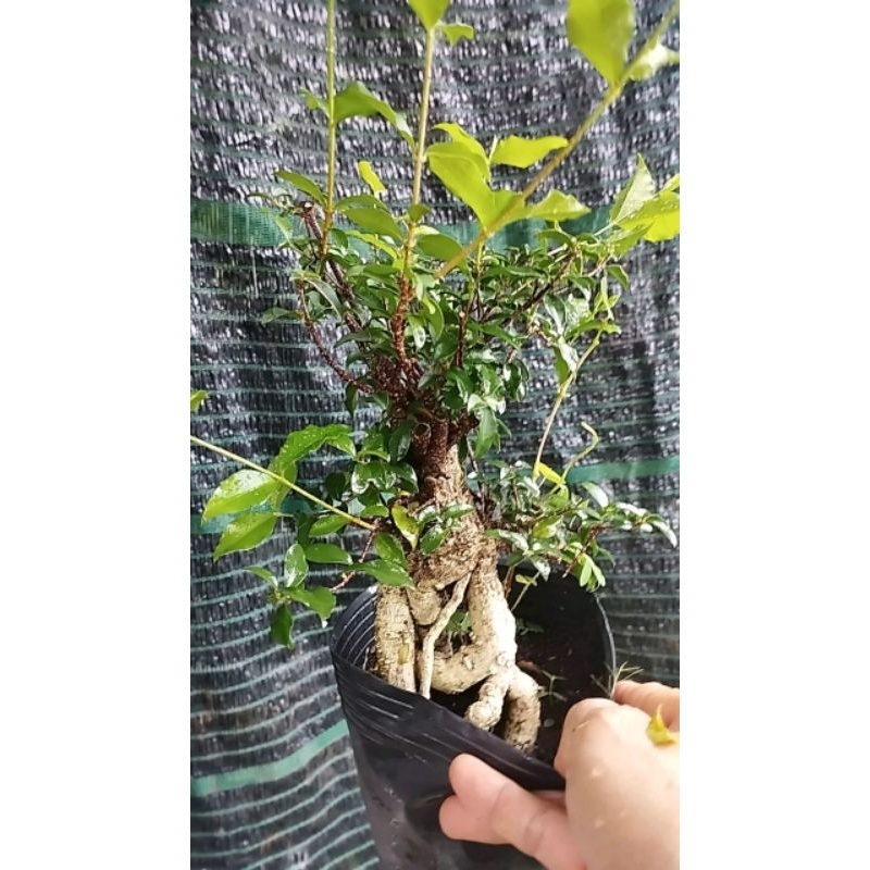 Cây Sơ-ri Cảnh Dáng Bonsai (Hồng Ngọc Mai)- tặng kèm phân bón