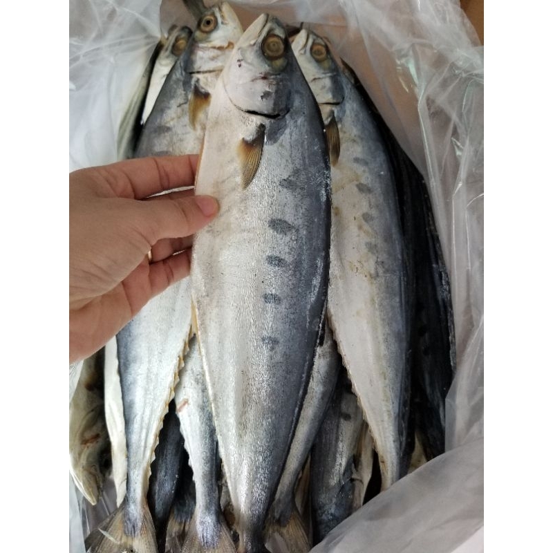 5kg cá bè bè khô