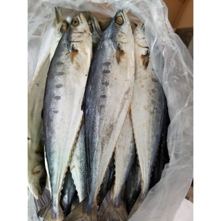 5kg cá bè bè khô