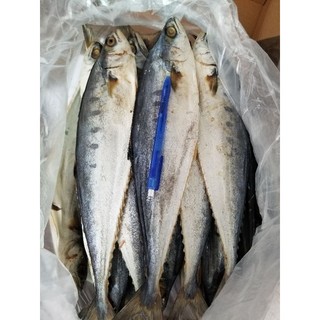 5kg cá bè bè khô