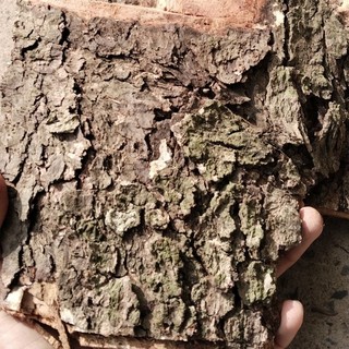 Vỏ cây bần già 1kg tự nhiên .