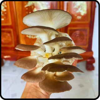 Phôi nấm Bào ngư xám (kiện 06 bịch phôi)