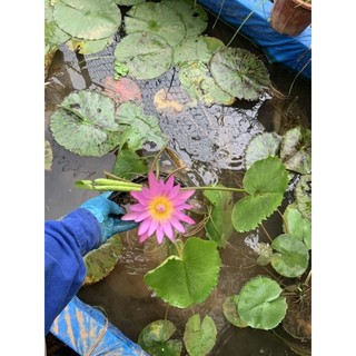 súng thái siêu hoa  (100% ảnh thật cây đang nụ và hoa)