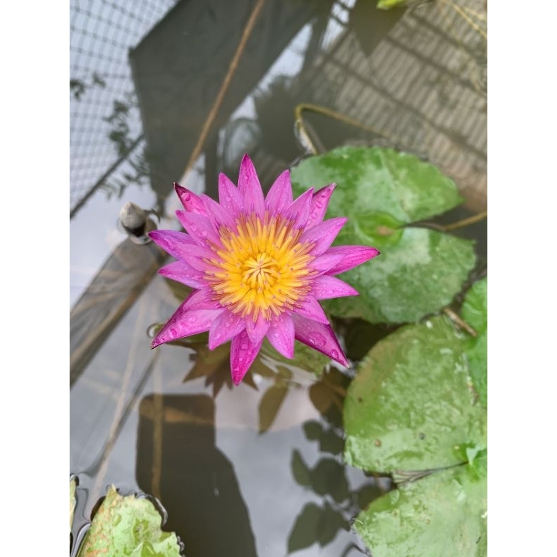 súng thái siêu hoa  (100% ảnh thật cây đang nụ và hoa)