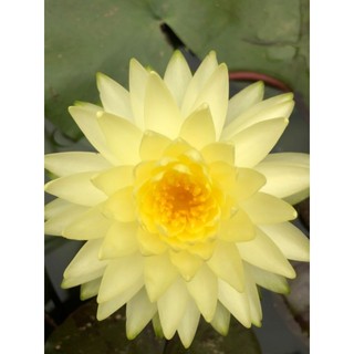 súng thái siêu hoa  (100% ảnh thật cây đang nụ và hoa)
