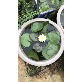 súng thái siêu hoa  (100% ảnh thật cây đang nụ và hoa)