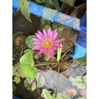 súng thái siêu hoa  (100% ảnh thật cây đang nụ và hoa)