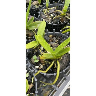 chậu 02 cây hoàng nhạn tháng 04