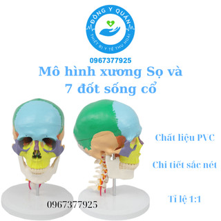 Mô hình xương sọ và 7 đốt sống cổ - Tỷ lệ 1:1 với cơ thể người