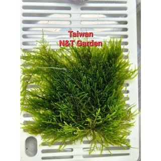N&T - Rêu taiwan thủy sinh (vỉ 9x9cm)
