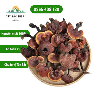 Nấm lim xanh chuẩn rừng lai châu