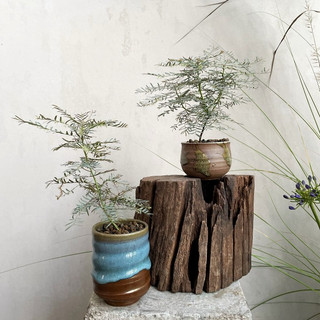 Cây diệp hạ châu - phyllanthus fantasy, chậu cây mini để bàn, cây văn phòng