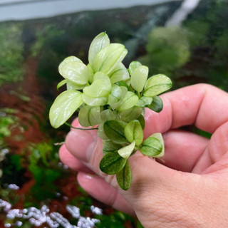 Ráy nana white cụm 2-3 ngọn siêu đẹp