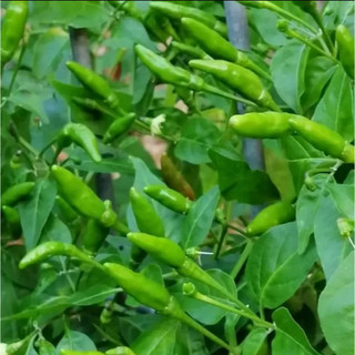 Hạt giống ớt xiêm f1 gói 0,2g
