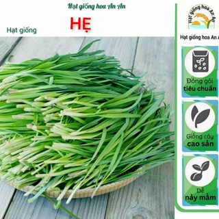 Hạt giống Hẹ cao sản | Dễ trồng, trồng được quanh năm.
