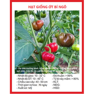 Hạt giống ớt bí ngô pumpkin f1 5 hạt