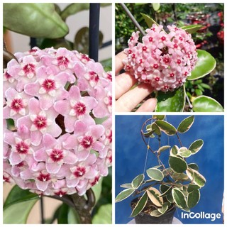 Hoa lan cẩm cù Hoya Krimson queen lá biên size trung