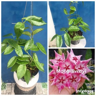 Hoa lan cẩm cù Macgillivrayi dòng bông to