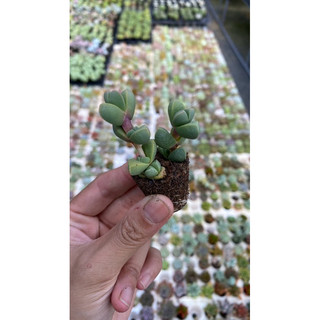 Sen đá tim size vĩ Hư 1 đổi 1