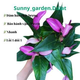 Chậu cứng Purple Arc Tulip Anthuriums - Hồng môn tím cánh nhọn