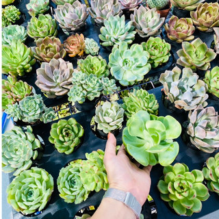 Sen Đá Mini Size 7=>10cm Đủ Màu Chọn Ngẫu Nhiên Siêu Xinh Nhiều Mẫu Đa Dạng Dễ Trồng Phù Hợp Decor