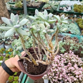 Sale++ sen đá hồng thụ chậu to.