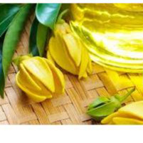 Tinh dầu Ngọc Lan Tây 1st (Ylang - ylang 1st)