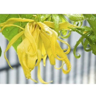Tinh dầu Ngọc Lan Tây 1st (Ylang - ylang 1st)