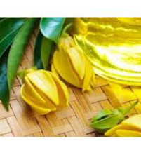 Tinh dầu Ngọc Lan Tây Extra (Ylang - Ylang extra)
