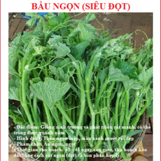 Hạt giống bầu siêu ngọn-tỷ lệ nảy mầm 90%