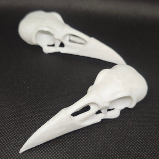 Mô hình đầu lâu, xương sọ chim quạ 10cm, trang trí chuồng bò sát,  sa bàn, kinh dị, halloween