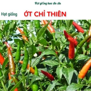 DEAL - Hạt giống Ớt chỉ thiên siêu cay- Hàng chính hãng công ty