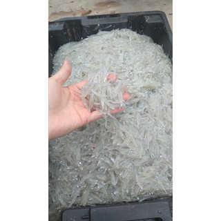 Cá cơm mờm sữa khô chuẩn Ba Làng Thanh Hoá