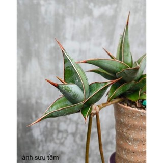 Cây lưỡi hổ lá dày, dáng xoè tròn, xanh, tuổi nhảy cây con - Sansevieria Pinguicula
