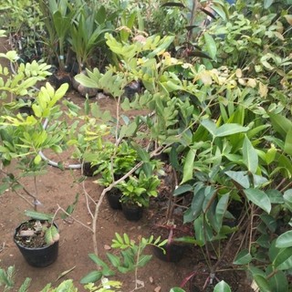 Cây nhãn xuồng bầu to ( cơm vàng hạt lép)