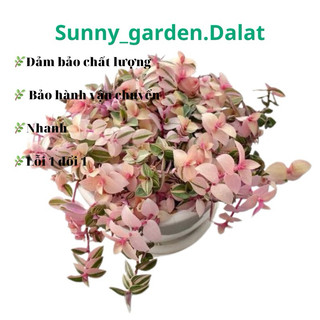 Chậu cứng Thài lài pink lady