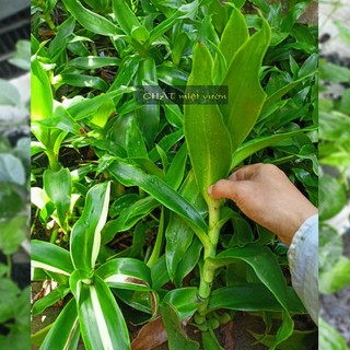 Cây lược vàng giống siêu khỏe