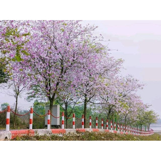 Cây Hoa Ban Tím cao trên 1m ( ảnh thật 3,4,5,6)