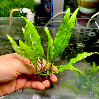 Cây thuỷ sinh - dương xỉ lá hẹp