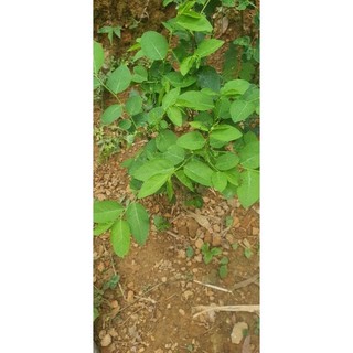 1 cây rau ngót giống có bầu cây