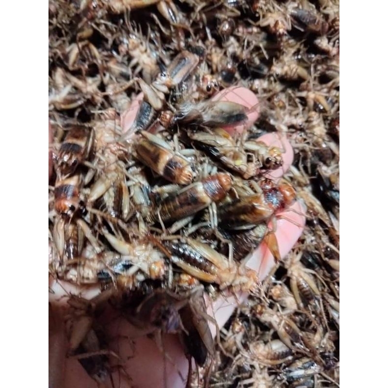 Sét 2 bịch 1kg Dế Sữa