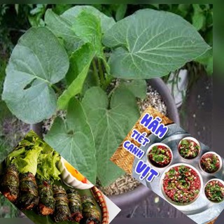 Cây dổi rau ăn lá gia vị