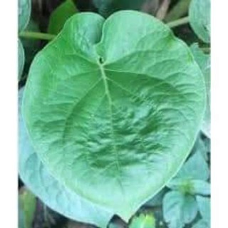 3 cây dổi rau ăn lá gia vị