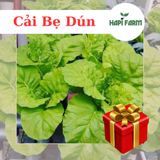 Hạt giống rau cải bẹ dún f1
