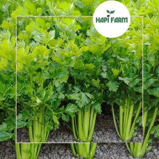 Hạt Giống Rau Cần Tây(Combo 3 Gói) - Rau Ăn Sống, Ép Nước, Xào Nấu Đều Ngon TR24