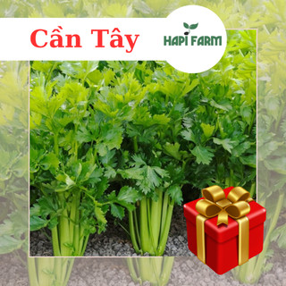 Hạt giống rau cần tây 5gr~6000 hạt
