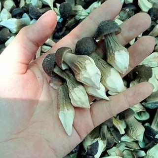 100g Nấm Mối Đen Sấy Thăng Hoa Loại Thượng Hạng (3.500k/kg)