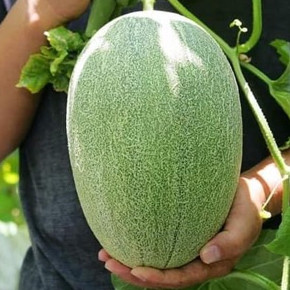 [ Seed] Hạt giống Dưa lưới Hami vỏ xanh f1_ Nảy 99%