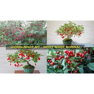 Cây giống nhót mỹ siêu ngọt-siêu trái
